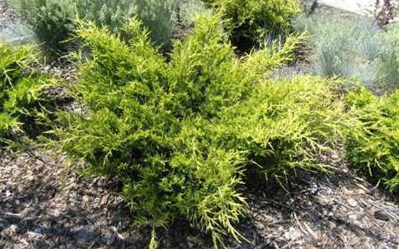 Juniperus Chinensis Old Gold - View 3 from www redcrocus com