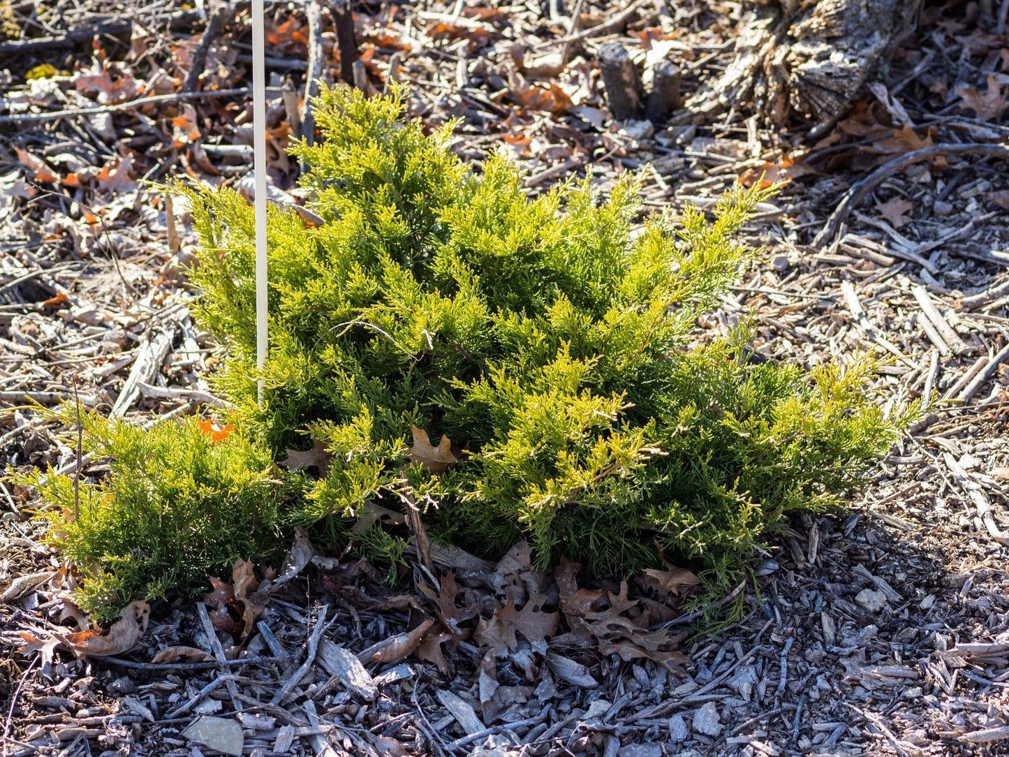 Juniperus Chinensis Old Gold - View 5 from www redcrocus com