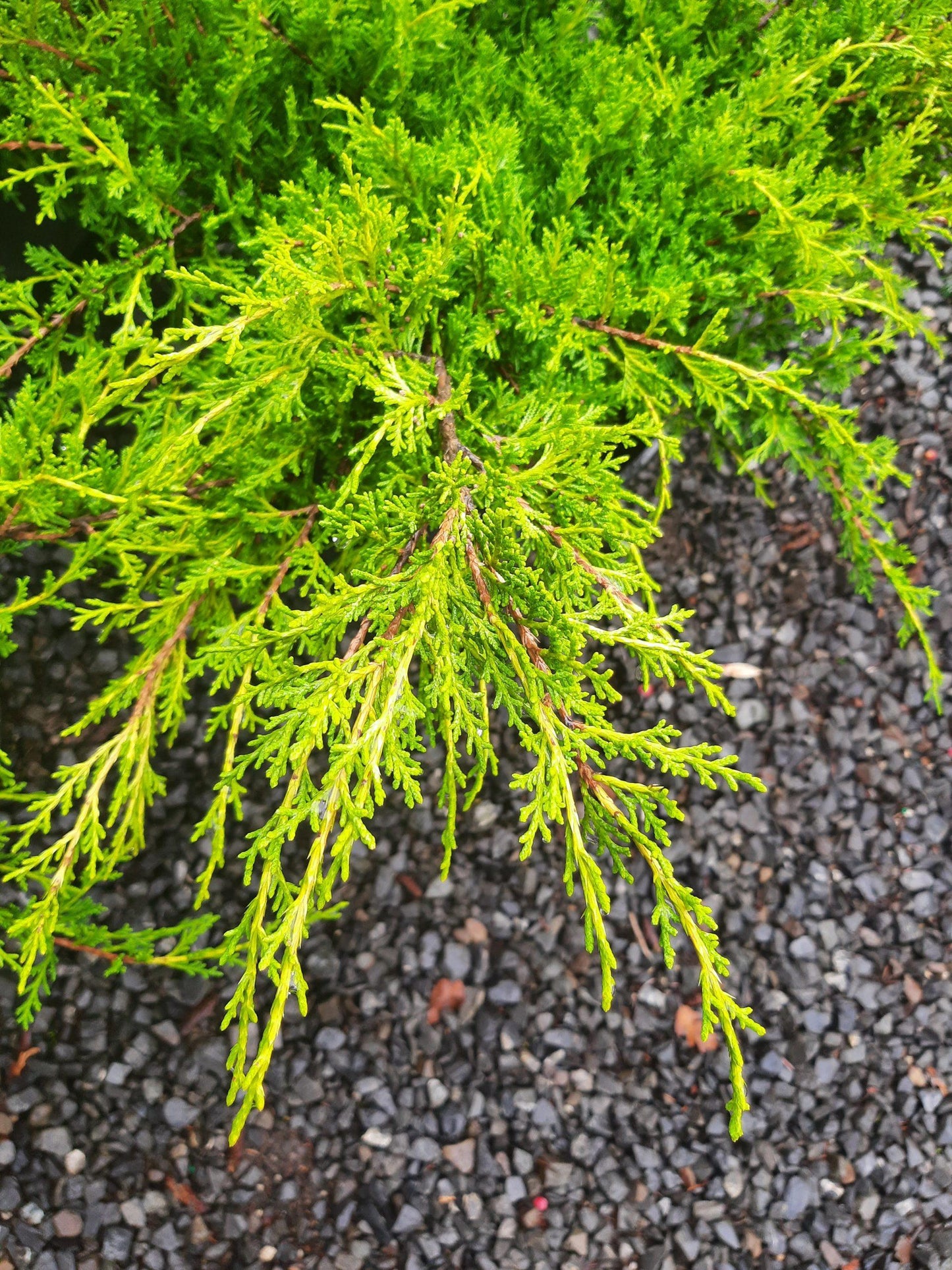 Juniperus Chinensis Old Gold - View 6 from www redcrocus com