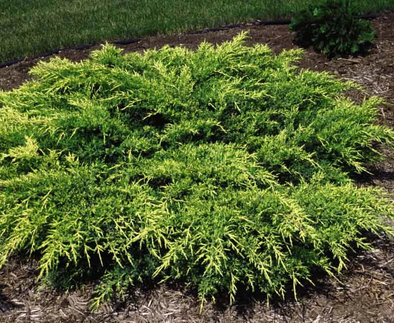 Juniperus Chinensis Old Gold - View 8 from www redcrocus com