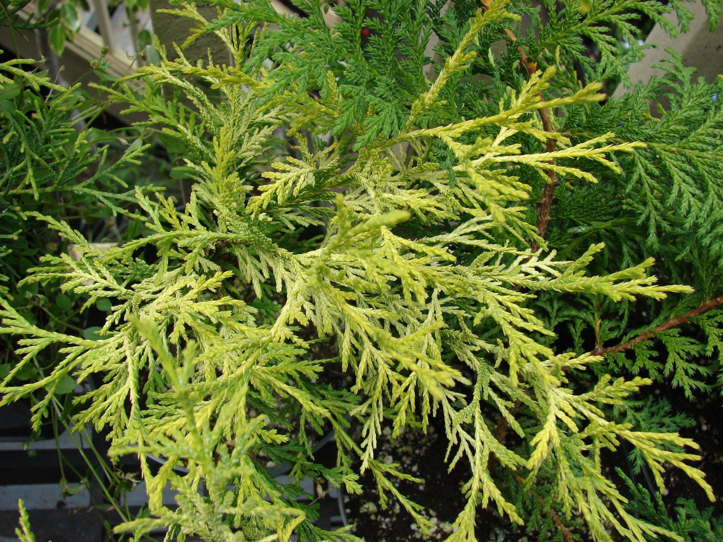 Juniperus Chinensis Old Gold - View 8 from www redcrocus com
