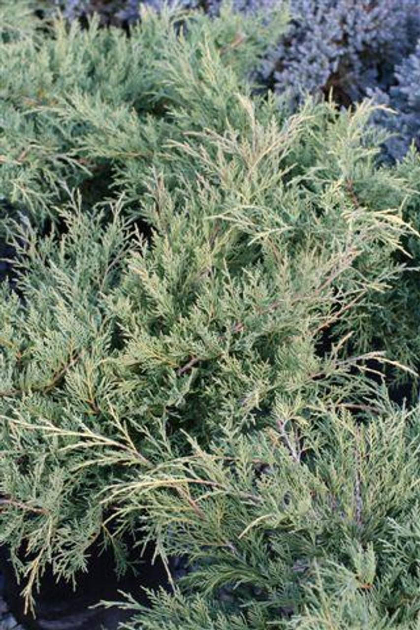 Juniperus Chinensis Old Gold - View 9 from www redcrocus com