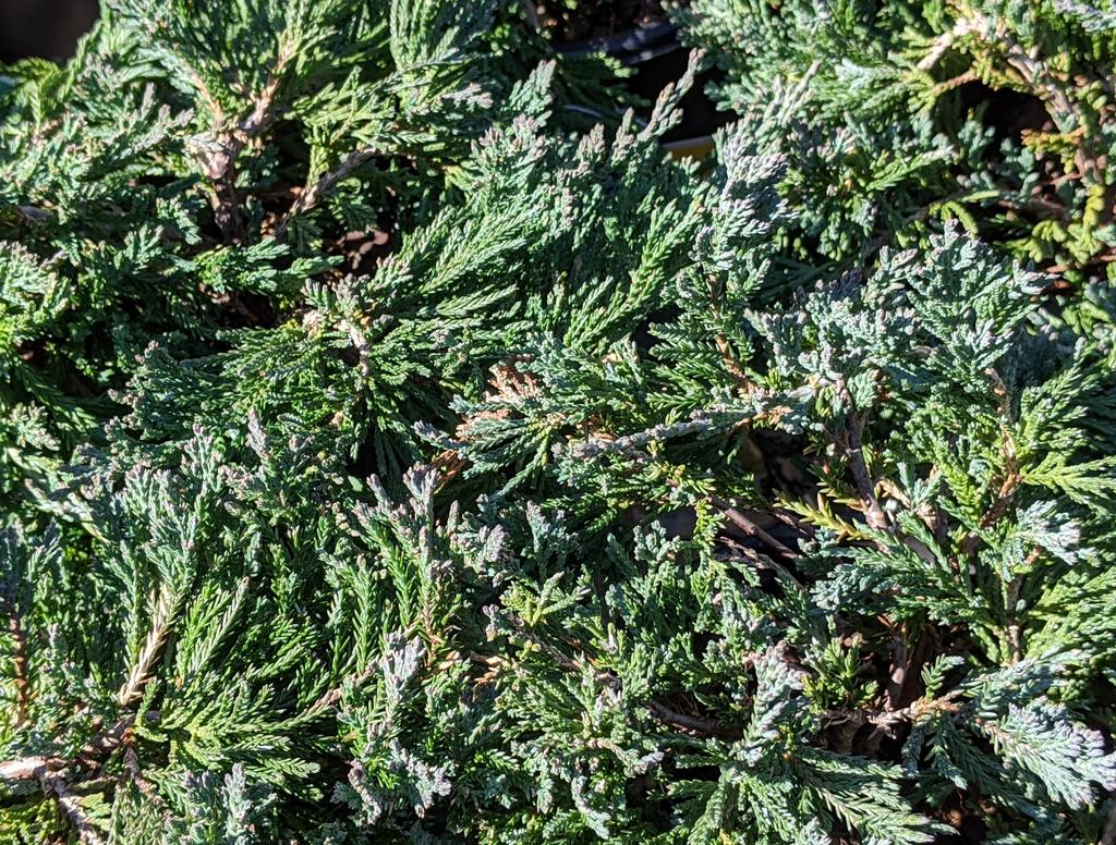 Juniperus Horizontalis Wiltonii - View 14 from www redcrocus com