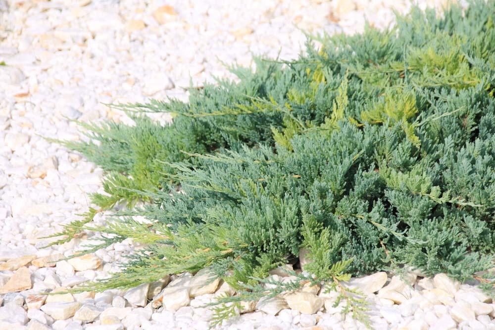 Juniperus Horizontalis Wiltonii - View 16 from www redcrocus com