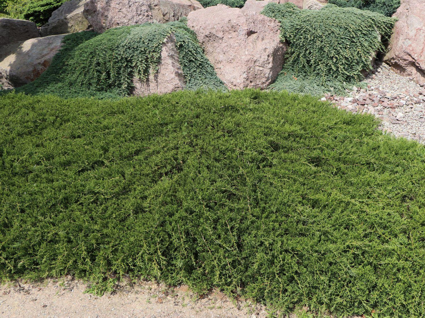 Juniperus Horizontalis Wiltonii - View 8 from www redcrocus com