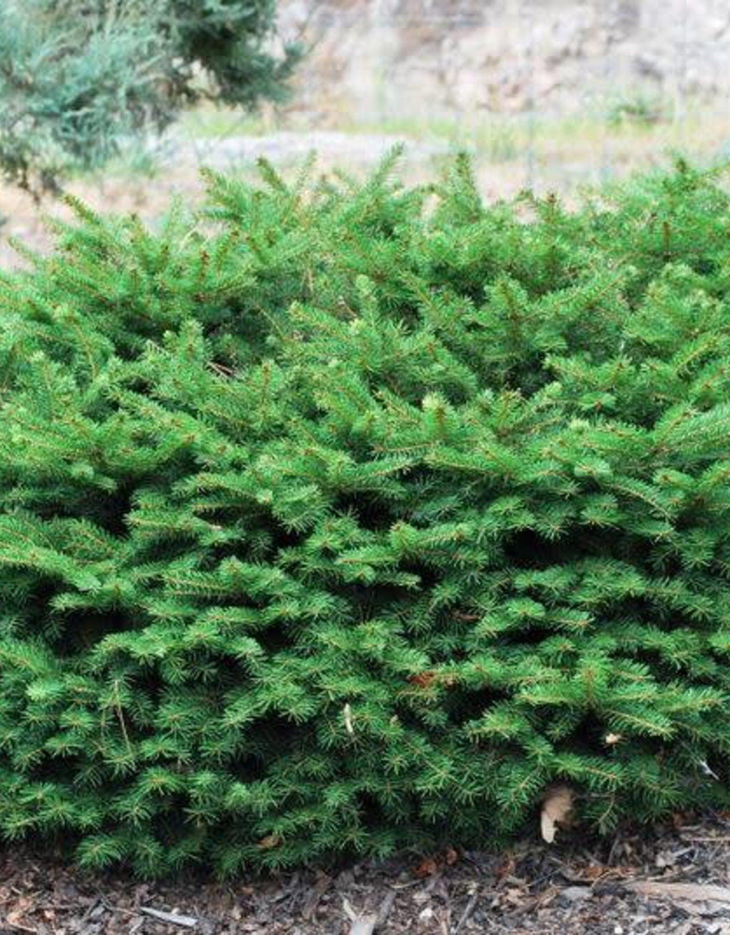 Picea Abies Nidiformis - View 10 from www redcrocus com