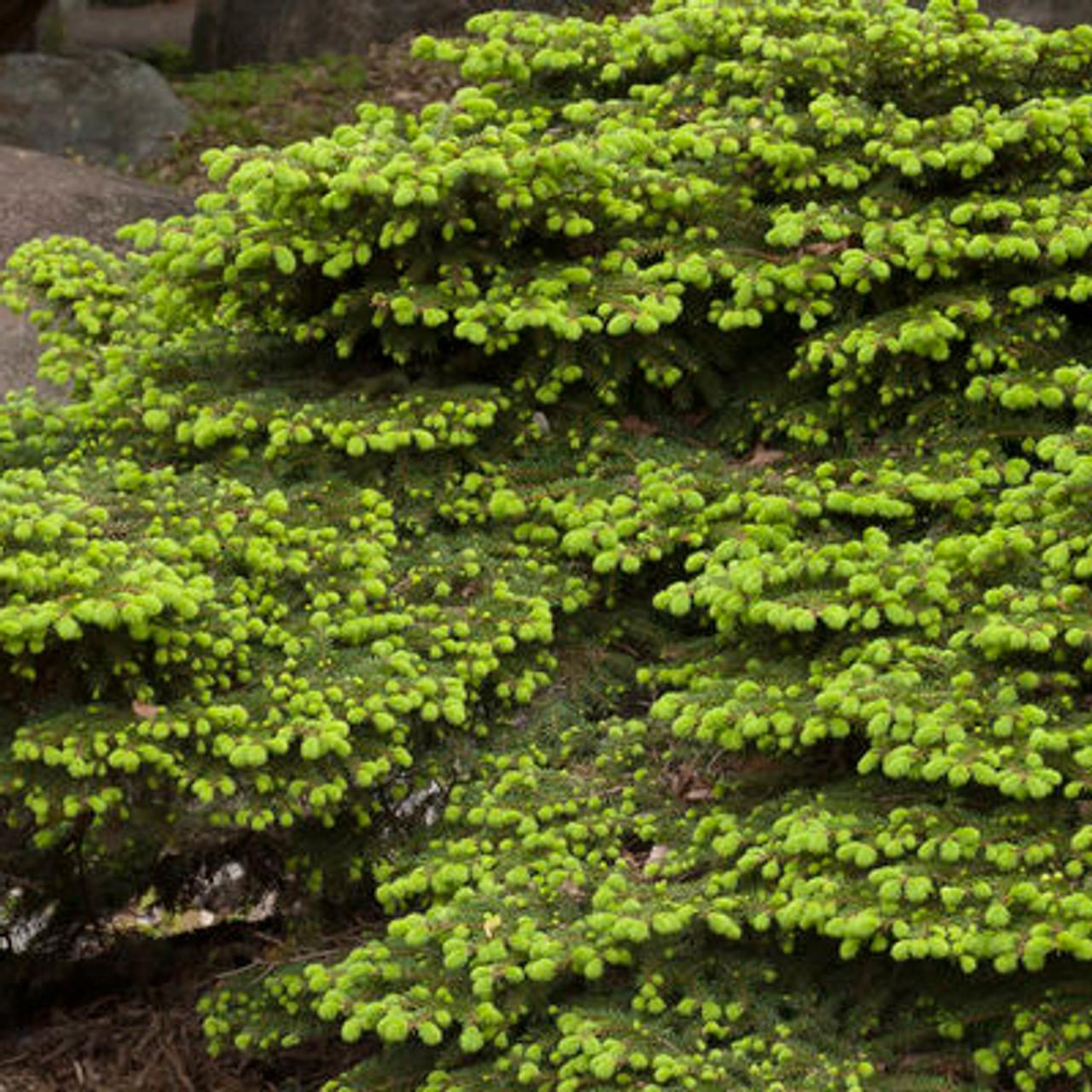 Picea Abies Nidiformis - View 11 from www redcrocus com