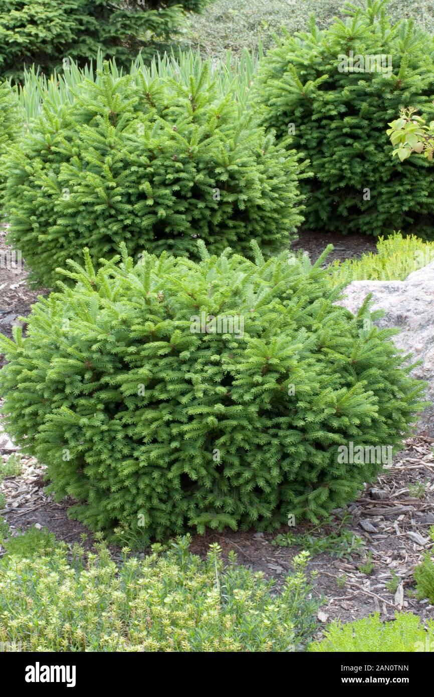 Picea Abies Nidiformis - View 12 from www redcrocus com