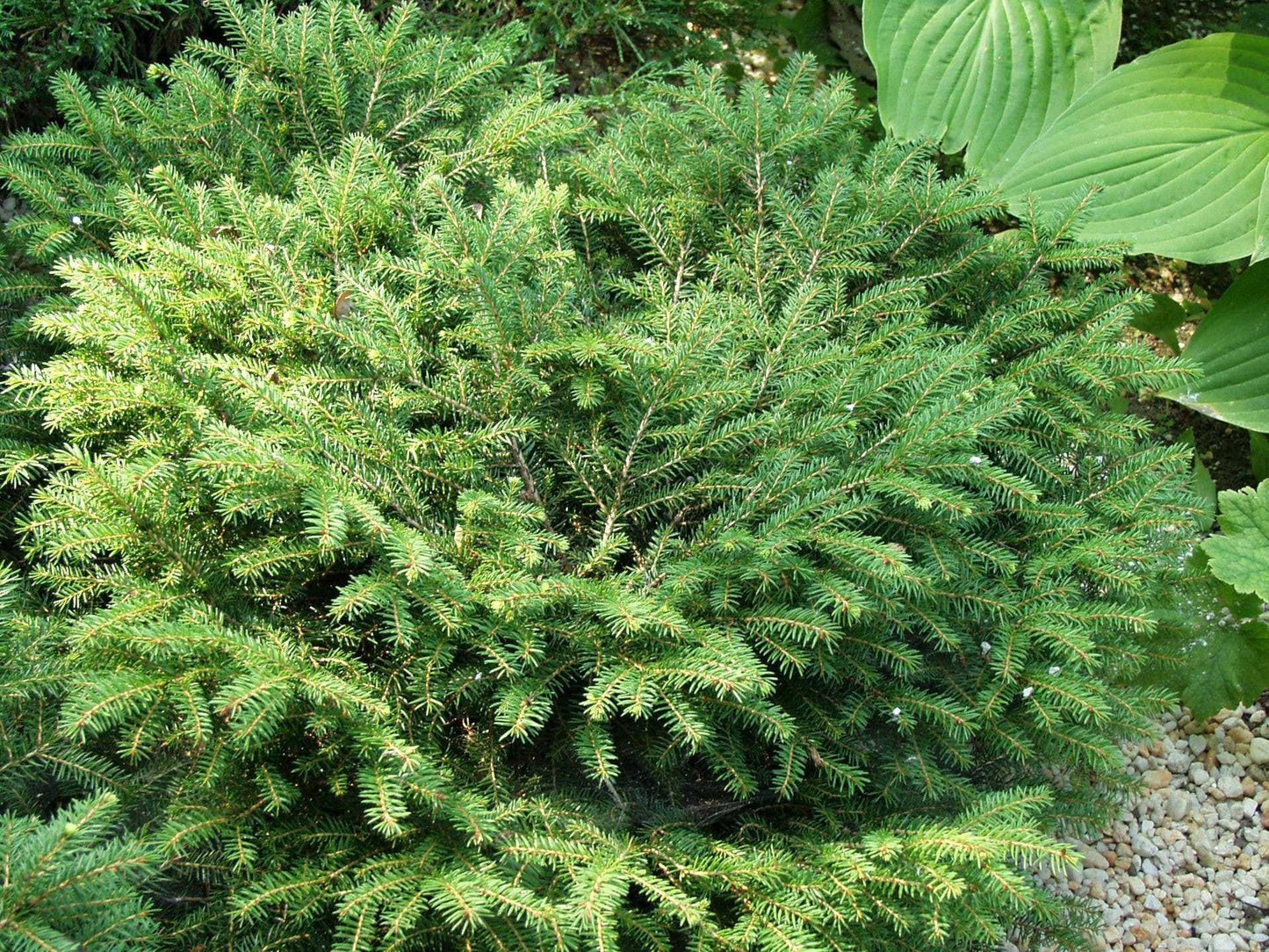 Picea Abies Nidiformis - View 13 from www redcrocus com