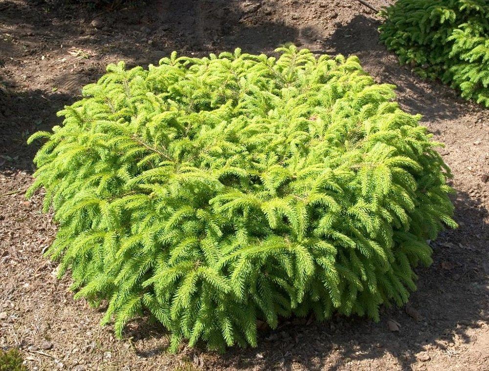 Picea Abies Nidiformis - View 14 from www redcrocus com