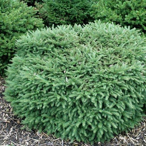 Picea Abies Nidiformis - View 16 from www redcrocus com