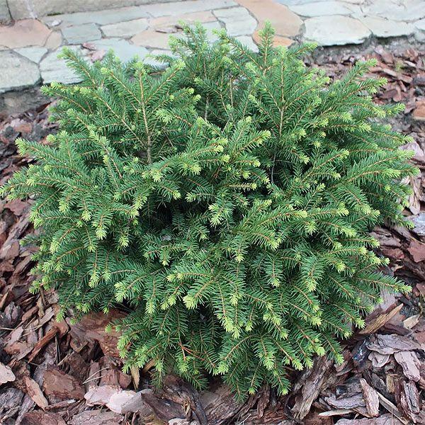 Picea Abies Nidiformis - View 17 from www redcrocus com
