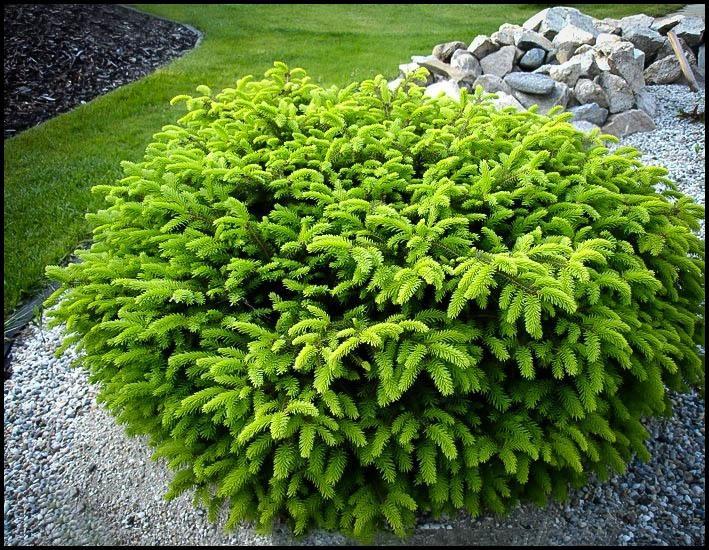 Picea Abies Nidiformis - View 18 from www redcrocus com