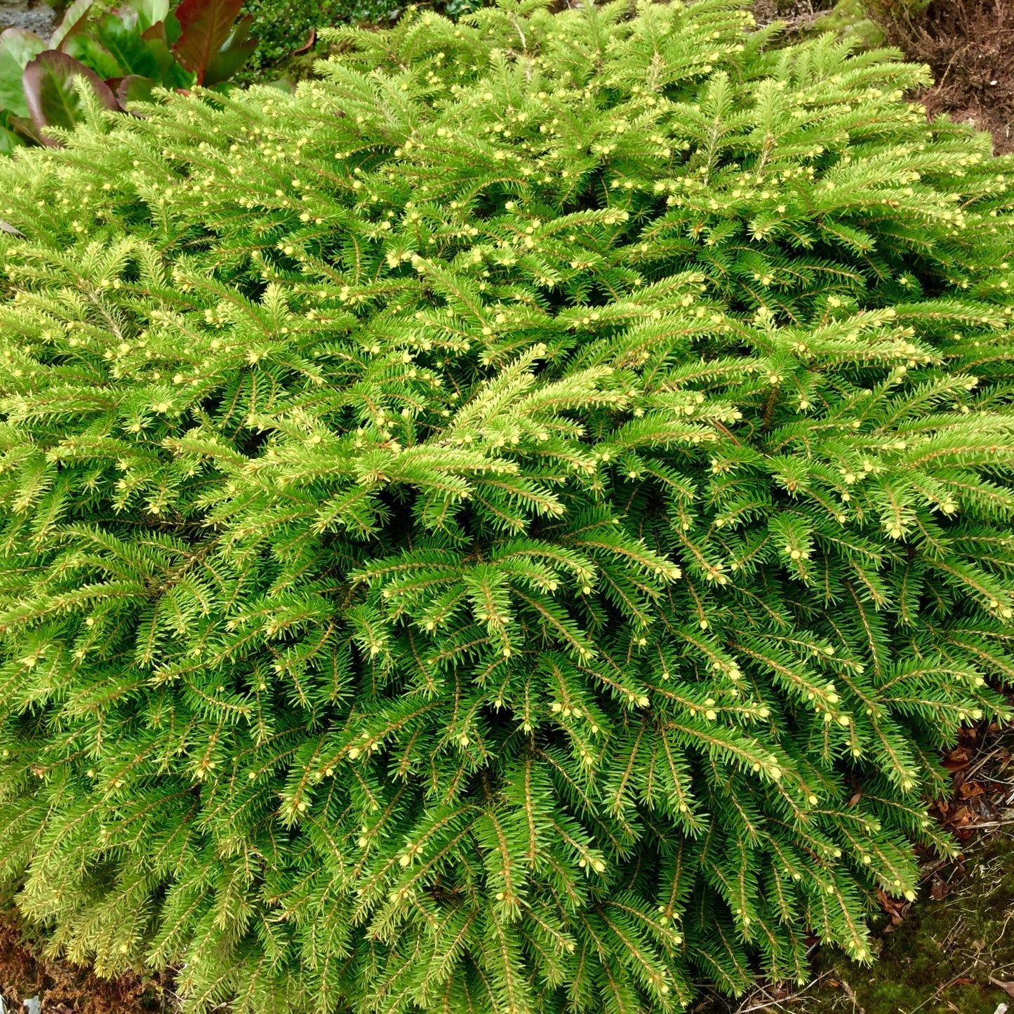 Picea Abies Nidiformis - View 19 from www redcrocus com