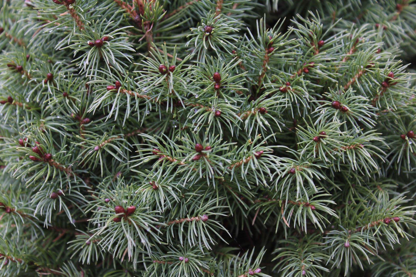 Picea Abies Nidiformis - View 20 from www redcrocus com
