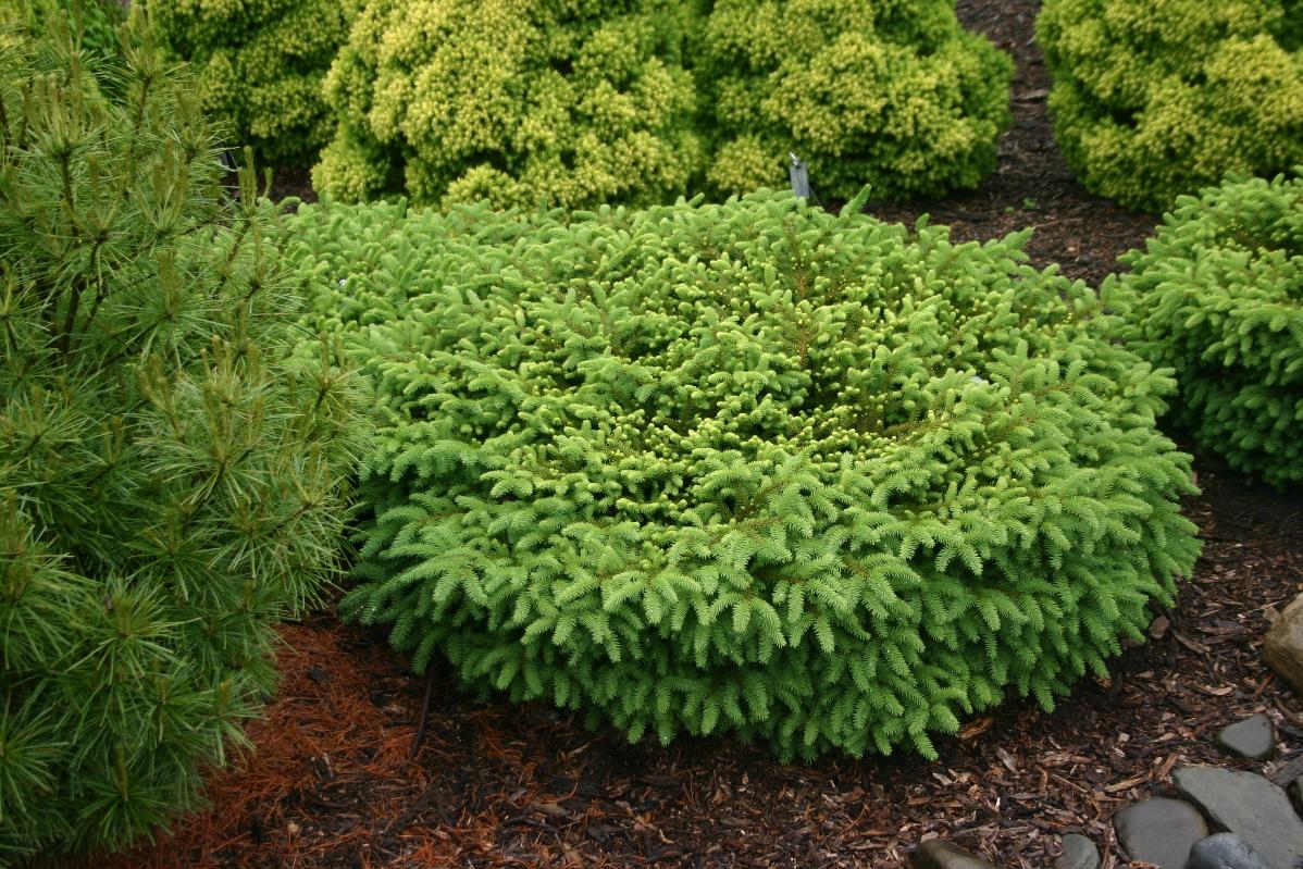 Picea Abies Nidiformis - View 2 from www redcrocus com