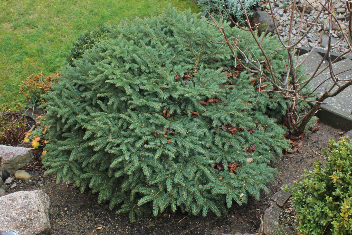 Picea Abies Nidiformis - View 3 from www redcrocus com