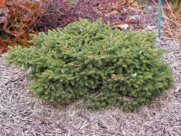 Picea Abies Nidiformis - View 4 from www redcrocus com