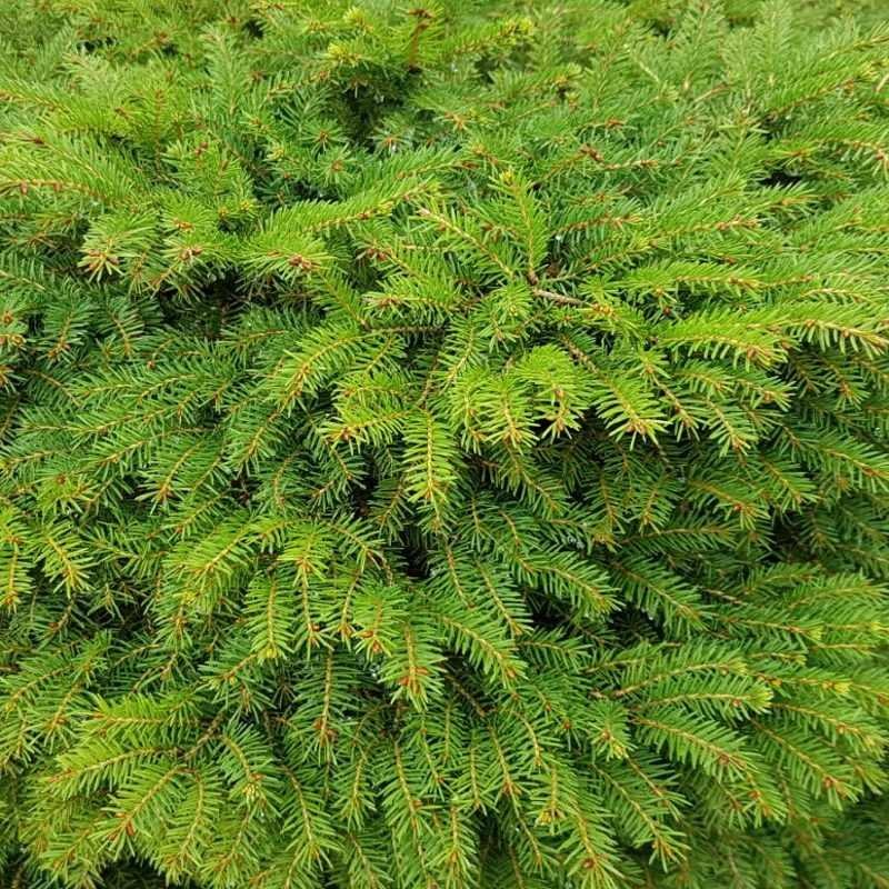 Picea Abies Nidiformis - View 6 from www redcrocus com
