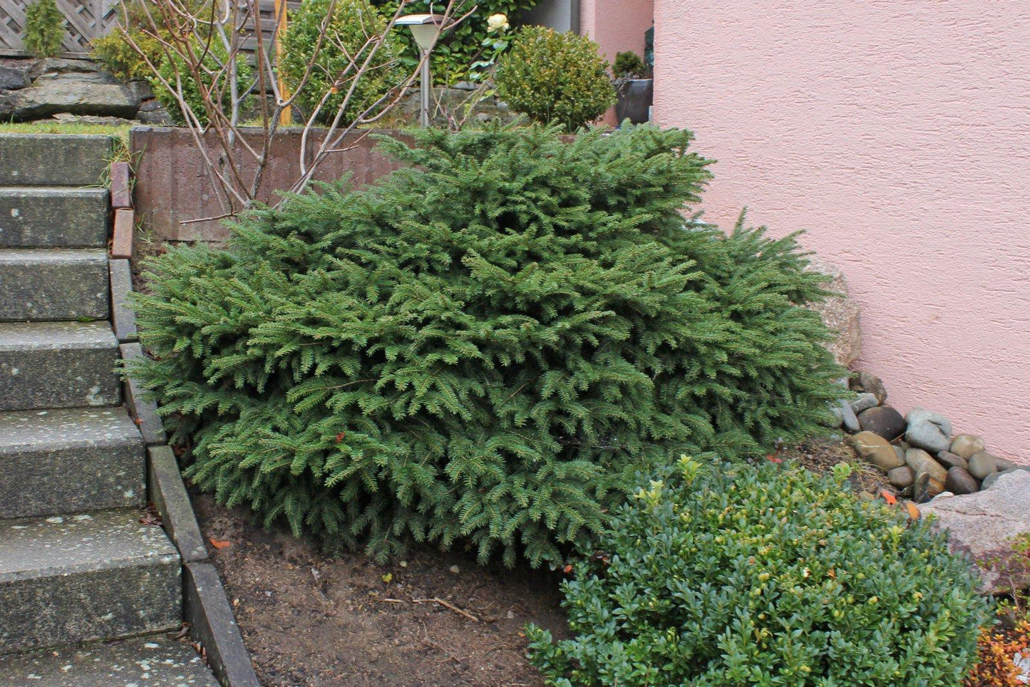 Picea Abies Nidiformis - View 8 from www redcrocus com