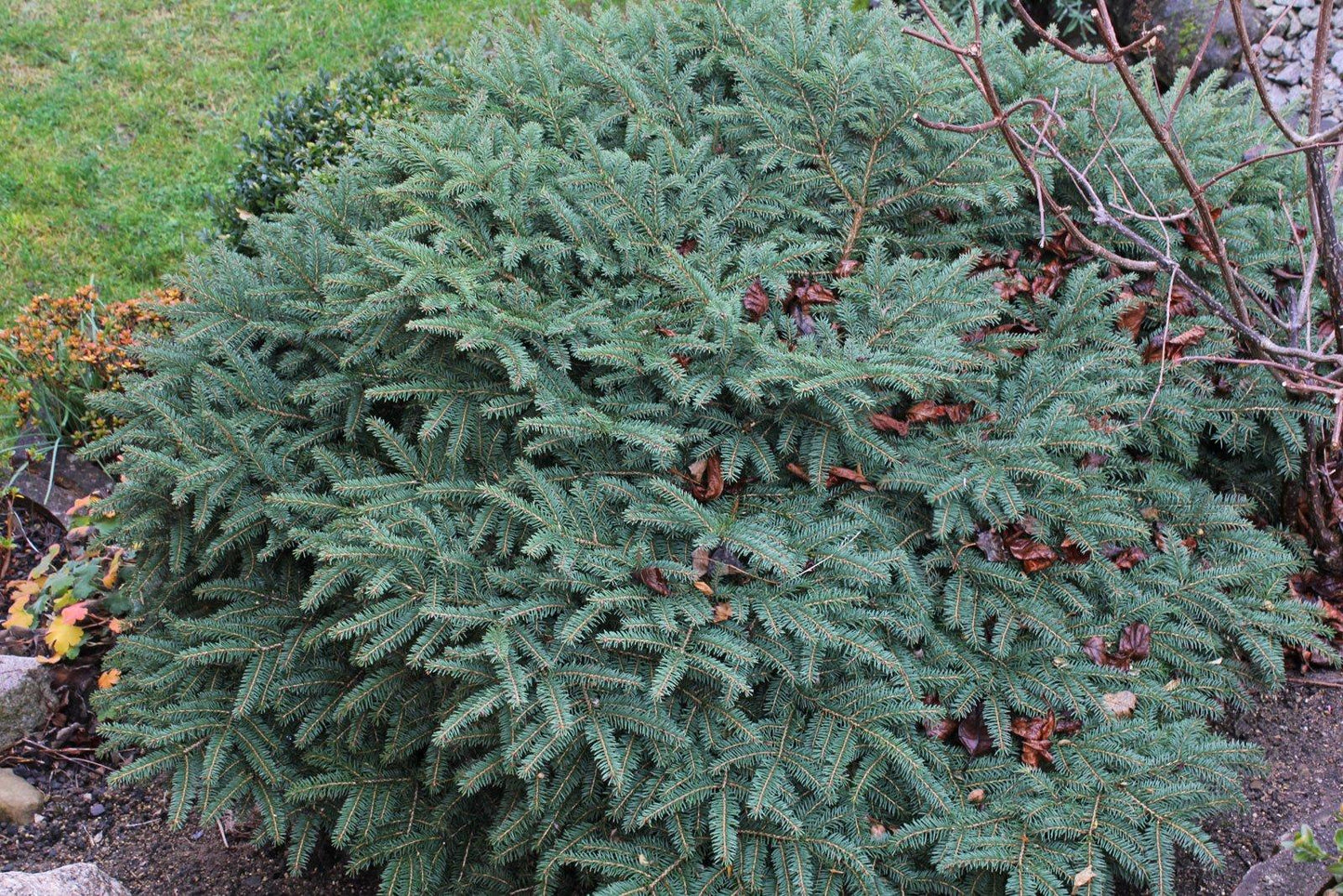 Picea Abies Nidiformis - View 9 from www redcrocus com