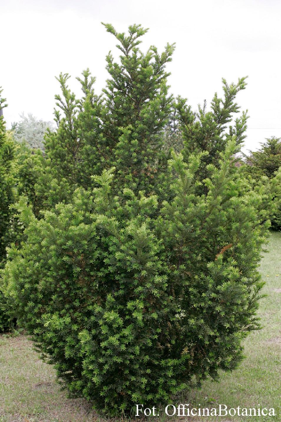 Taxus Media Hatfieldii - View 11 from www redcrocus com