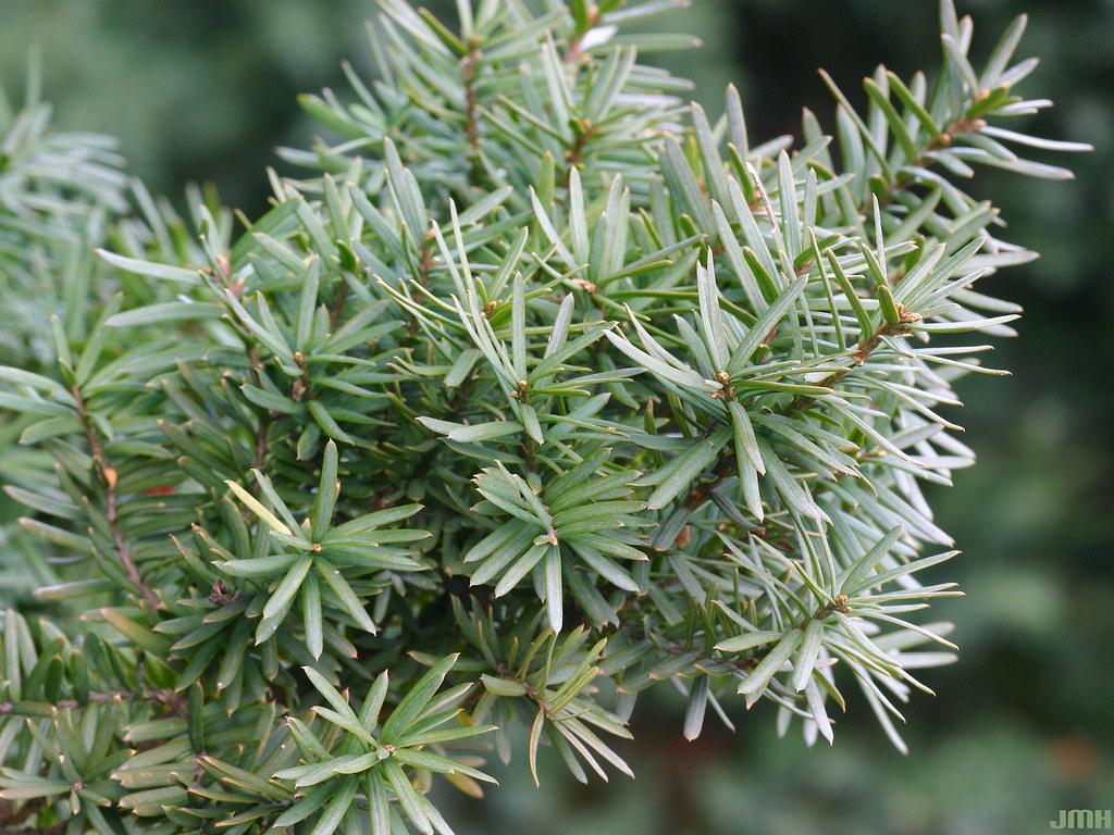 Taxus Media Hatfieldii - View 12 from www redcrocus com
