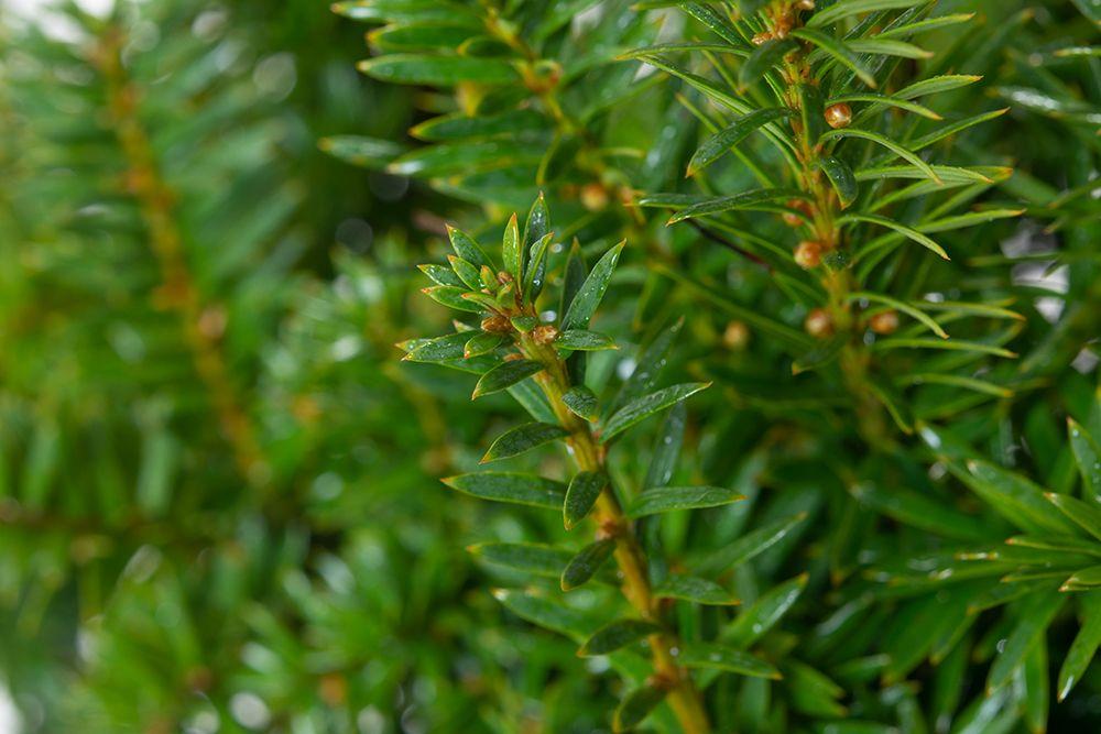 Taxus Media Hatfieldii - View 6 from www redcrocus com