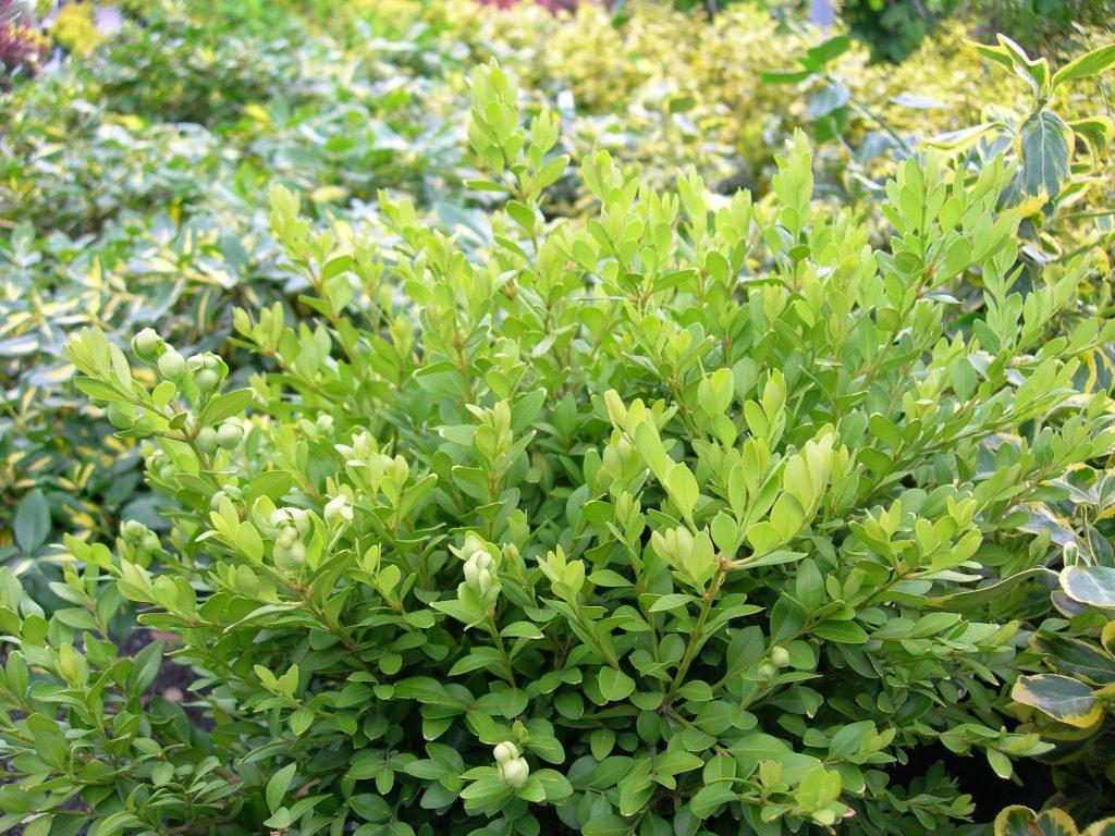 Buxus Microphylla Green Velvet - View 10 from www redcrocus com