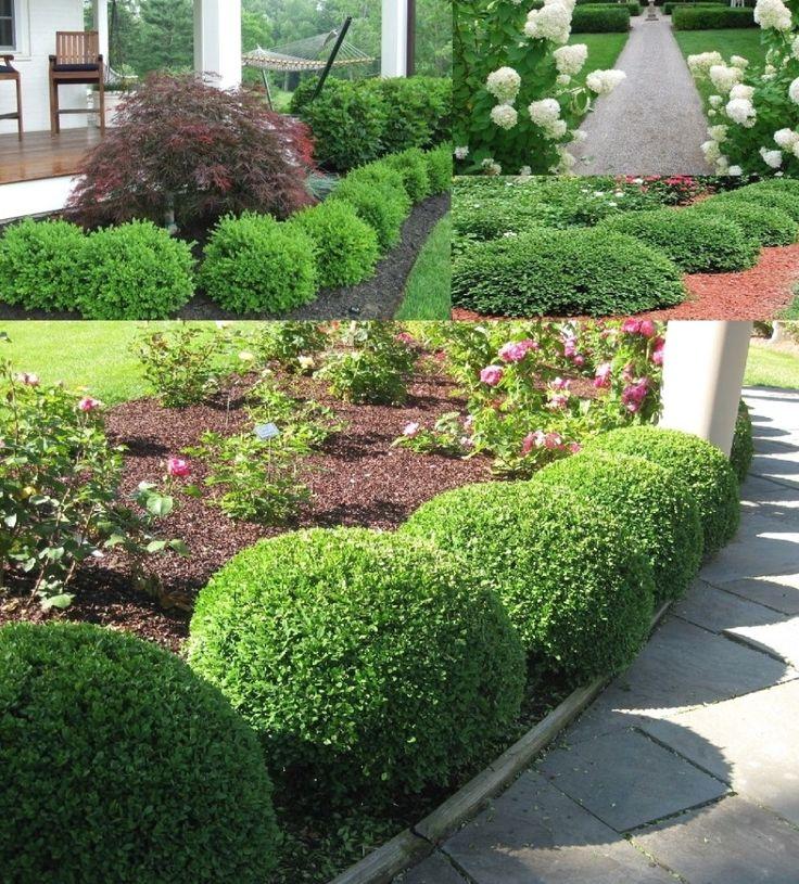 Buxus Microphylla Green Velvet - View 15 from www redcrocus com