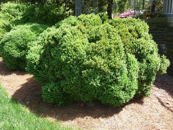 Buxus Microphylla Green Velvet - View 16 from www redcrocus com