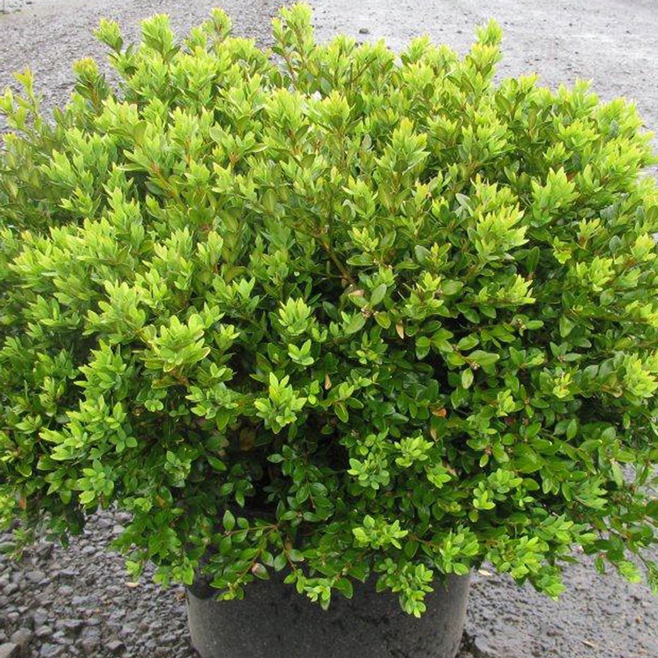 Buxus Microphylla Green Velvet - View 3 from www redcrocus com