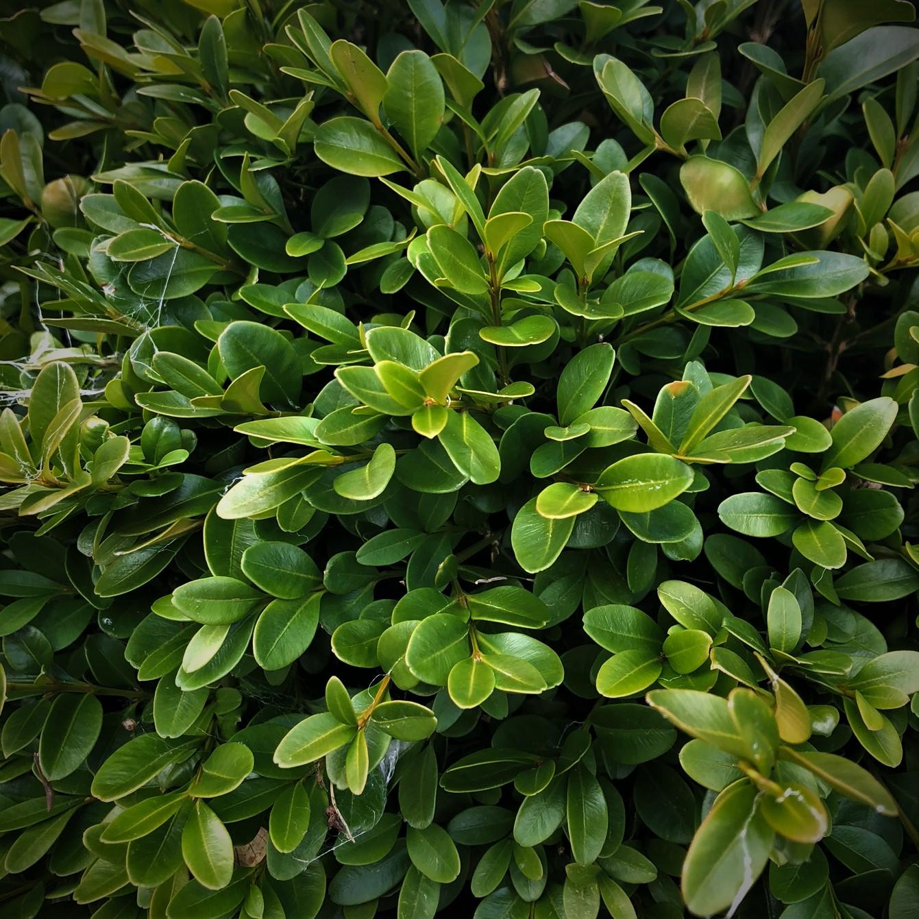 Buxus Microphylla Green Velvet - View 4 from www redcrocus com