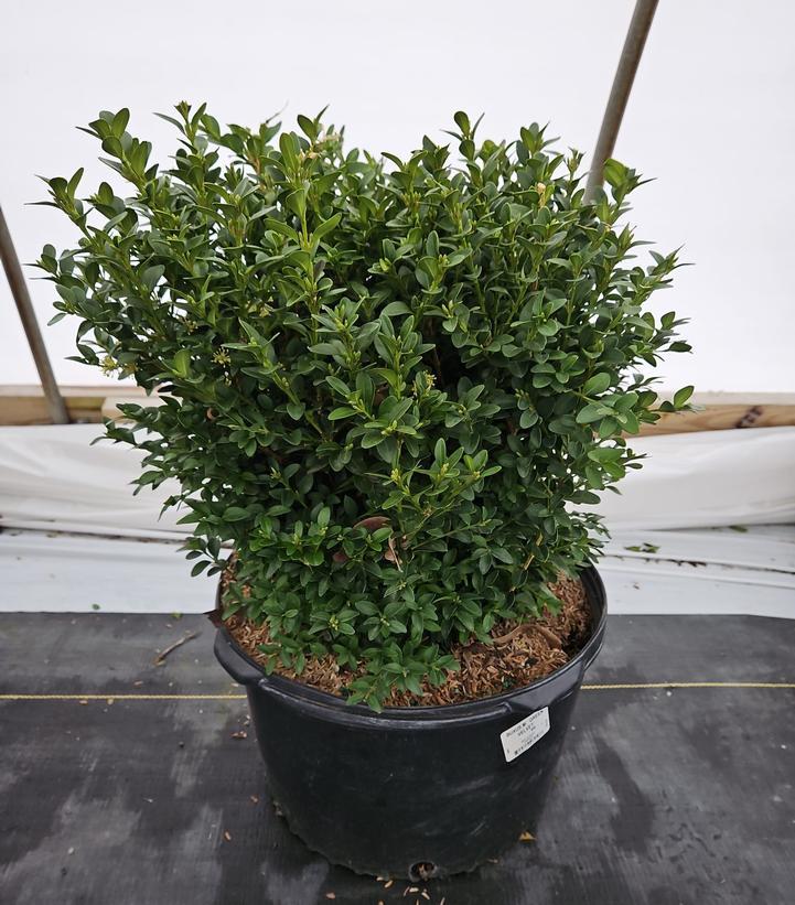 Buxus Microphylla Green Velvet - View 8 from www redcrocus com