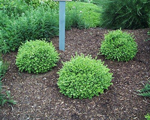 Buxus Microphylla Green Velvet - View 9 from www redcrocus com