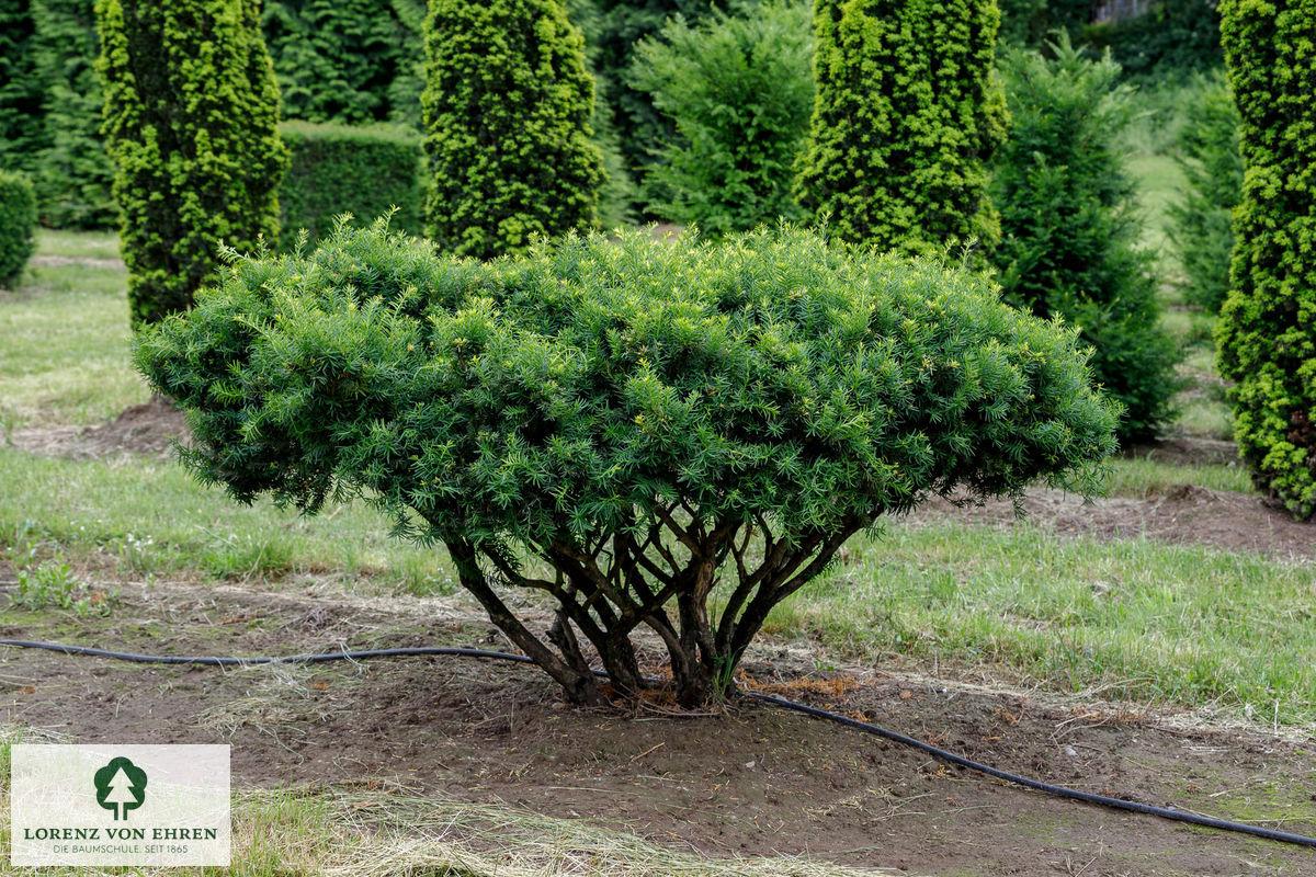 Taxus Media Vermeulen - View 9 from www redcrocus com