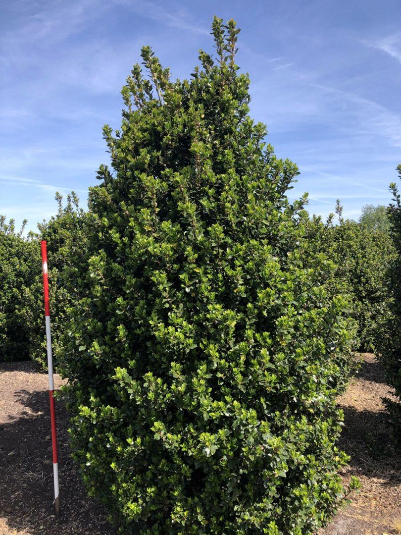 Ilex Meserveae Blue Maid - View 18 from www redcrocus com