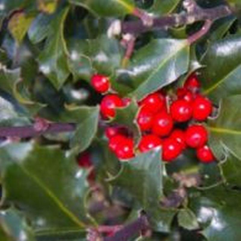 Ilex Meserveae Blue Maid - View 19 from www redcrocus com