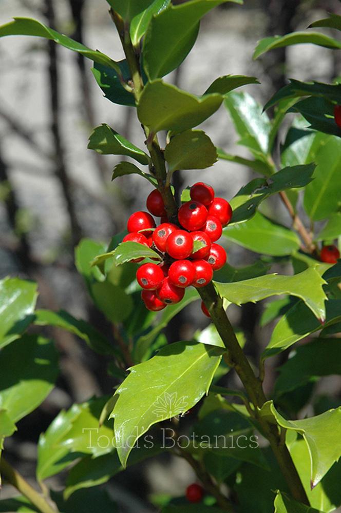 Ilex Meserveae Blue Maid - View 3 from www redcrocus com