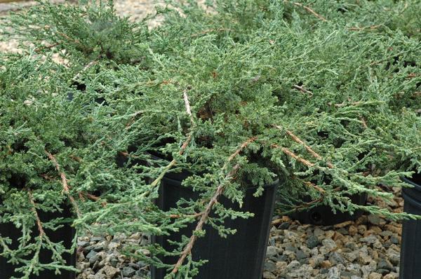 Juniperus Chinensis Sargentii - View 13 from www redcrocus com