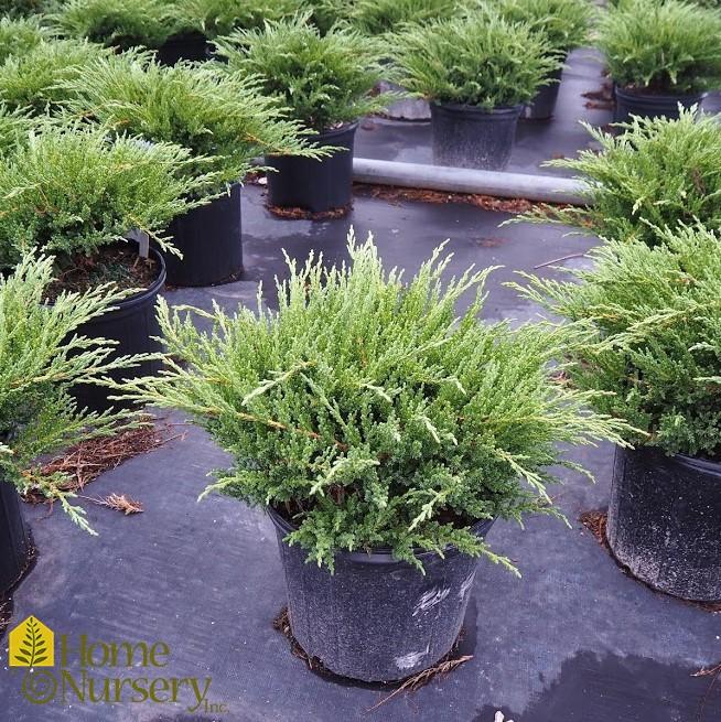 Juniperus Chinensis Sargentii - View 15 from www redcrocus com
