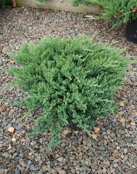 Juniperus Chinensis Sargentii - View 16 from www redcrocus com