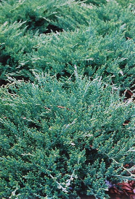 Juniperus Chinensis Sargentii - View 17 from www redcrocus com