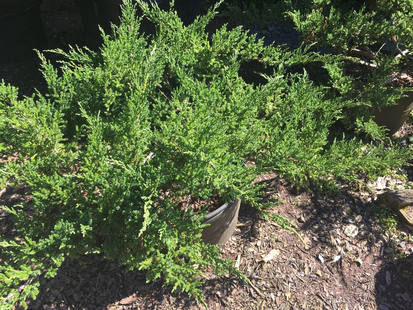 Juniperus Chinensis Sargentii - View 19 from www redcrocus com