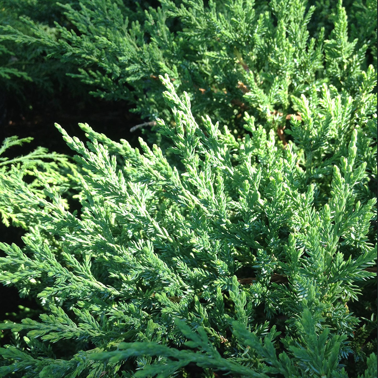 Juniperus Chinensis Sargentii - View 3 from www redcrocus com