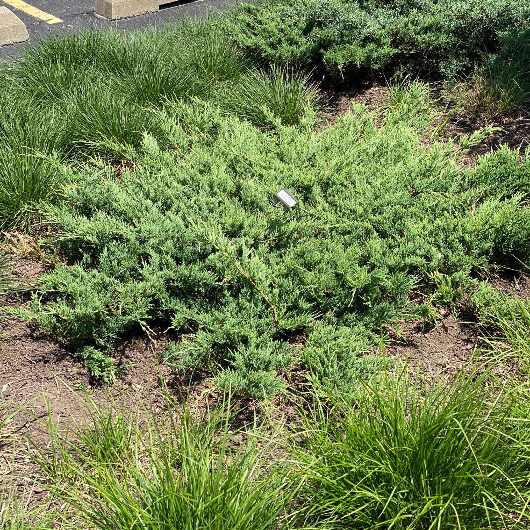 Juniperus Chinensis Sargentii - View 6 from www redcrocus com