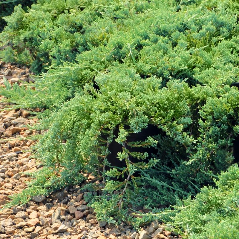 Juniperus Chinensis Sargentii - View 7 from www redcrocus com