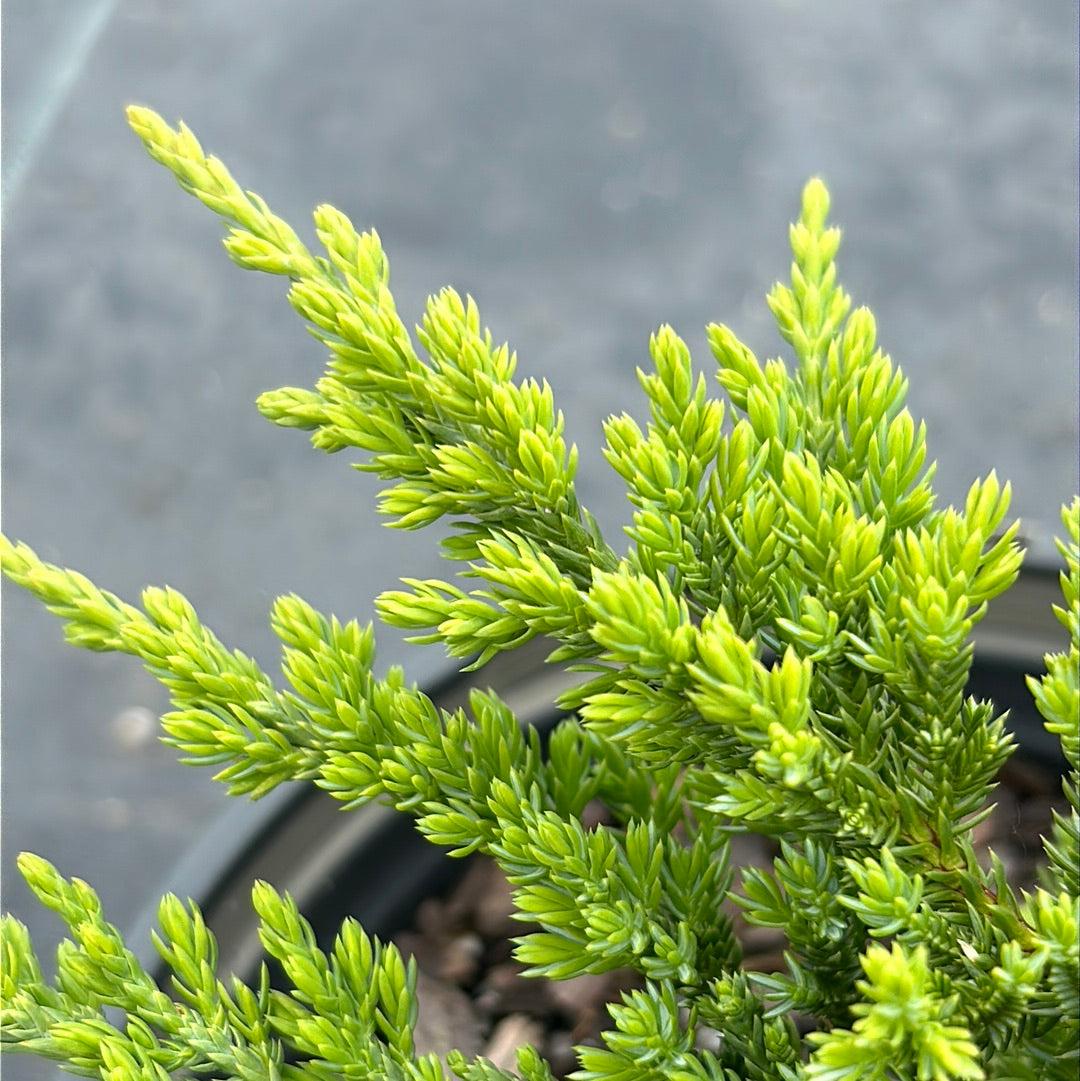 Juniperus Chinensis Sargentii - View 8 from www redcrocus com