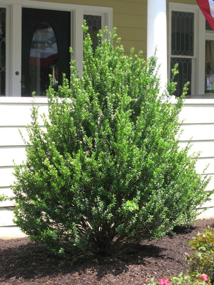 Ilex Crenata Steeds - View 12 from www redcrocus com