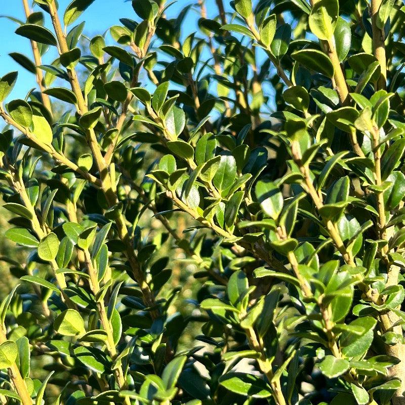 Ilex Crenata Steeds - View 13 from www redcrocus com